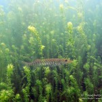 Grashecht, Tauchen im Sorpesee, Tauchen in NRW