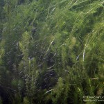 Jungfische, Tauchen im Sorpesee, Tauchen in NRW