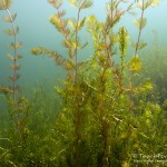 Ähriges Tausendblatt, Tauchen im Sorpesee, Tauchen in NRW