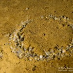 Dreikantmuscheln, Tauchen im Sorpesee, Tauchen in NRW