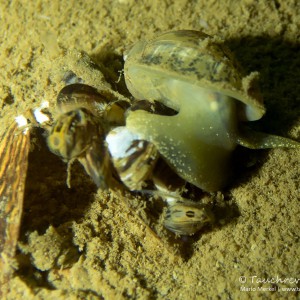 Ohrschlammschnecke