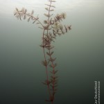 Ähriges Tausendblatt, Tauchen im Sorpesee, Tauchen in NRW