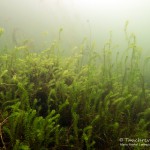 Wasserpest, Tauchen im Sorpesee, Tauchen in NRW