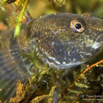 Marmorierte Süßwassergrundel, Proterorhinus semilunaris, Nasengrundel, Fisch, Neozoen, Tauchen in Deutschland