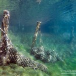 Unterwasserwelt, Tauchen im Kreidesee Hemmoor, Tauchen in Niedersachsen