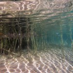 Unterwasserwelt, Tauchen im Kreidesee Hemmoor, Tauchen in Niedersachsen