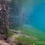 Unterwasserwelt, Tauchen im Kreidesee Hemmoor, Tauchen in Niedersachsen