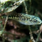 Stichling, Tauchen im Kreidesee Hemmoor, Tauchen in Niedersachsen