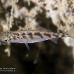 Stichling, Tauchen im Kreidesee Hemmoor, Tauchen in Niedersachsen