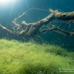 Unterwasserwelt, Tauchen im Kreidesee Hemmoor, Tauchen in Niedersachsen