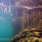 Schilfgürtel, Steinbruch Wildschütz, Tauchen im Wildschütz, Tauchen in Sachsen