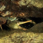 Galizischer Sumpfkrebs, Taucherkessel, Tauchen im Steinbruch Löbejün, Tauchen in Sachsen-Anhalt