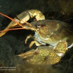 Galizischer Sumpfkrebs, Taucherkessel, Tauchen im Steinbruch Löbejün, Tauchen in Sachsen-Anhalt