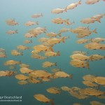 Rotfeder, Taucherkessel, Tauchen im Steinbruch Löbejün, Tauchen in Sachsen-Anhalt