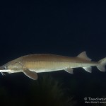 Stör, Taucherkessel, Tauchen im Steinbruch Löbejün, Tauchen in Sachsen-Anhalt