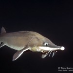 Stör, Taucherkessel, Tauchen im Steinbruch Löbejün, Tauchen in Sachsen-Anhalt