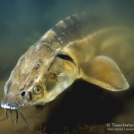 Waxdick, Taucherkessel, Tauchen im Steinbruch Löbejün, Tauchen in Sachsen-Anhalt