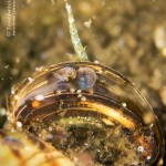 Muscheln, Zooplankton, Tauchen im Zansen, Tauchen in Mecklenburg-Vorpommern