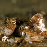 Dreikantmuscheln, Tauchen im Zansen, Tauchen in Mecklenburg-Vorpommern