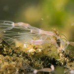 Süßwasserpoylpen, Hydra, Tauchen im Zansen, Tauchen in Mecklenburg-Vorpommern