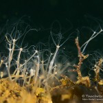 Süßwasserpoylpen, Hydra, Tauchen im Zansen, Tauchen in Mecklenburg-Vorpommern