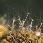 Süßwasserpoylpen, Hydra, Tauchen im Zansen, Tauchen in Mecklenburg-Vorpommern