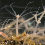 Süßwasserpoylpen, Hydra, Tauchen im Zansen, Tauchen in Mecklenburg-Vorpommern