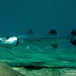 Barakuda, ORCA Dive Club Safaga, Tauchen in Safaga, Tauchen in Ägypten