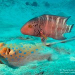 Blaupunktrochen, ORCA Dive Club Safaga, Tauchen in Safaga, Tauchen in Ägypten