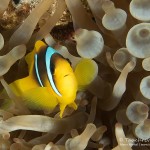 Anemonenfisch, ORCA Dive Club Safaga, Tauchen in Safaga, Tauchen in Ägypten