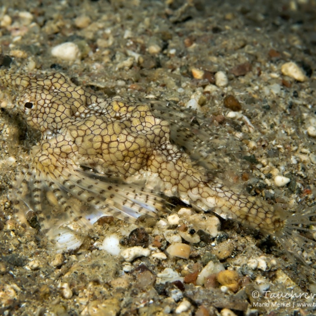 Rotes Meer Archive Tauchrevier Deutschland