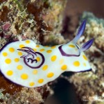 Ring-Chromodoris