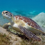 Schildkröte, ORCA Dive Club Safaga, Tauchen in Safaga, Tauchen in Ägypten