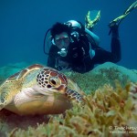 Schildkröte, ORCA Dive Club Safaga, Tauchen in Safaga, Tauchen in Ägypten