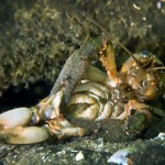 Paarende Kamberkrebse, Tauchen im Parsteiner See, Tauchen in Brandenburg