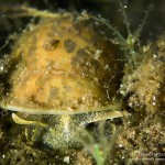 Ohrschlammschnecke, Tauchen im Parsteiner See, Tauchen in Brandenburg