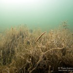 Makrophyten, Tauchen im Parsteiner See, Tauchen in Brandenburg