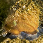 Sumpfdeckelschnecke, Tauchen im Parsteiner See, Tauchen in Brandenburg