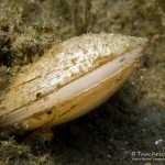 Teichmuschel, Tauchen im Parsteiner See, Tauchen in Brandenburg