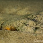 Flusskrebs, Tauchen im Kalksee, Tauchen in Brandenburg