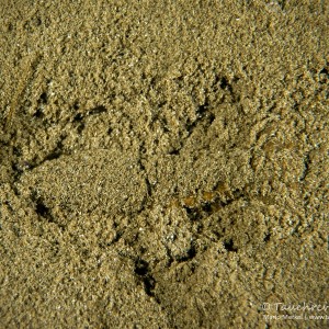 Amerikanischer Kamberkrebs im Versteck