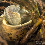 Ohrschlammschnecke, Großer Buckowsee, Tauchen Großer Buckowsee, Tauchen in Brandenburg