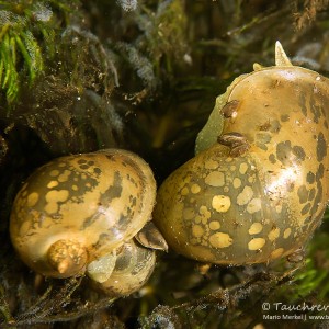 Ohrschlammschnecke