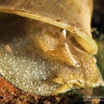 Ohrschlammschnecke, Großer Buckowsee, Tauchen Großer Buckowsee, Tauchen in Brandenburg