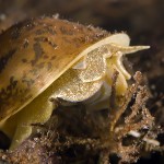 Ohrschlammschnecke, Großer Buckowsee, Tauchen Großer Buckowsee, Tauchen in Brandenburg