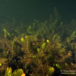 Raues Hornblatt, Großer Buckowsee, Tauchen Großer Buckowsee, Tauchen in Brandenburg