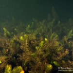 Raues Hornblatt, Großer Buckowsee, Tauchen Großer Buckowsee, Tauchen in Brandenburg