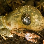 Gemeine Kahnschnecke, Ohrschlammschnecke, Großer Buckowsee, Tauchen Großer Buckowsee, Tauchen in Brandenburg