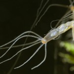 Süßwasserpolyp, Hydra, Polyp, Flora, Fauna, Tauchen in Deutschland