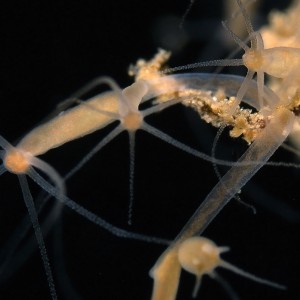 Polyp, Hydra